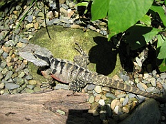 241 Wildlife Habitat Port Douglas